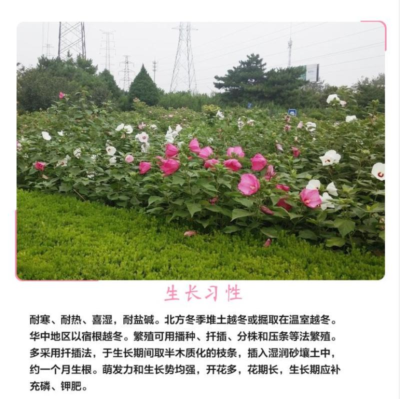 大花秋葵种子芙蓉葵花籽草芙蓉花卉种子混色景观花海种植