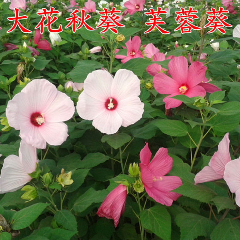 大花秋葵种子芙蓉葵花籽草芙蓉花卉种子混色景观花海种植