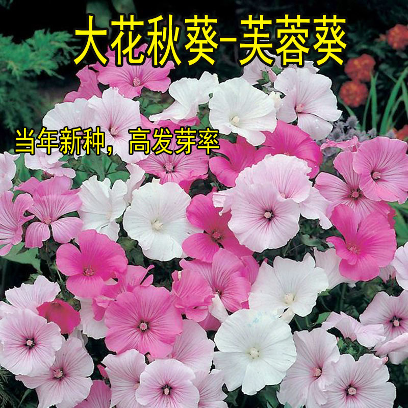 大花秋葵种子芙蓉葵花籽草芙蓉花卉种子混色景观花海种植