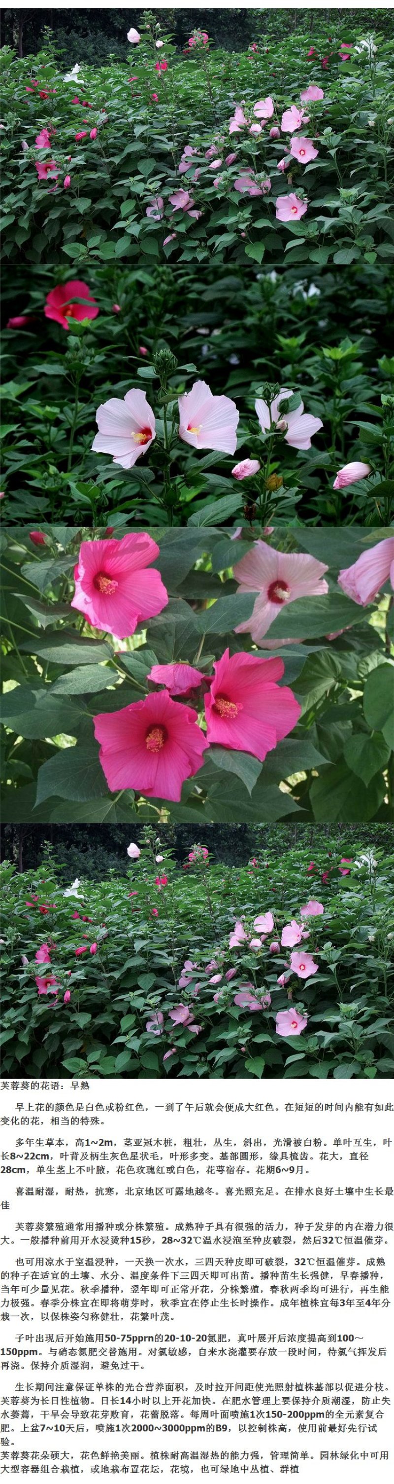 大花秋葵种子芙蓉葵花籽草芙蓉花卉种子混色景观花海种植