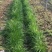 一年生黑麦草耐寒,高产,适口性好,猪牛羊鸡鸭鹅鱼兔马均可