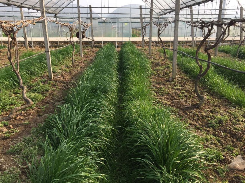 一年生黑麦草耐寒，高产，适口性好，猪牛羊鸡鸭鹅鱼兔马均可