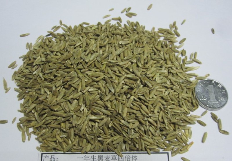 一年生黑麦草耐寒，高产，适口性好，猪牛羊鸡鸭鹅鱼兔马均可