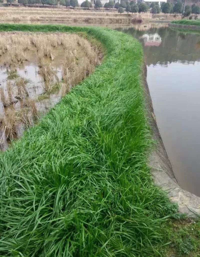 一年生黑麦草耐寒，高产，适口性好，猪牛羊鸡鸭鹅鱼兔马均可