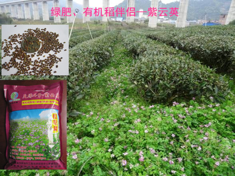 紫云英种子为果园绿肥，轮作，颗粒饱满，可供观花