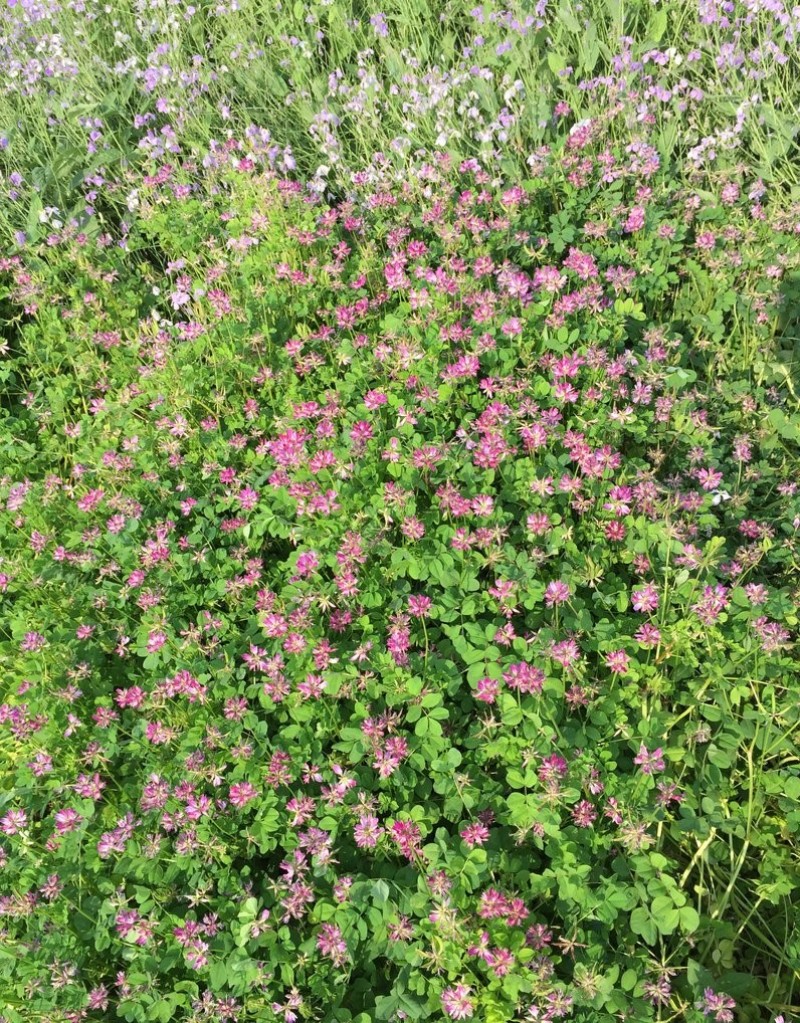 紫云英种子为果园绿肥，轮作，颗粒饱满，可供观花