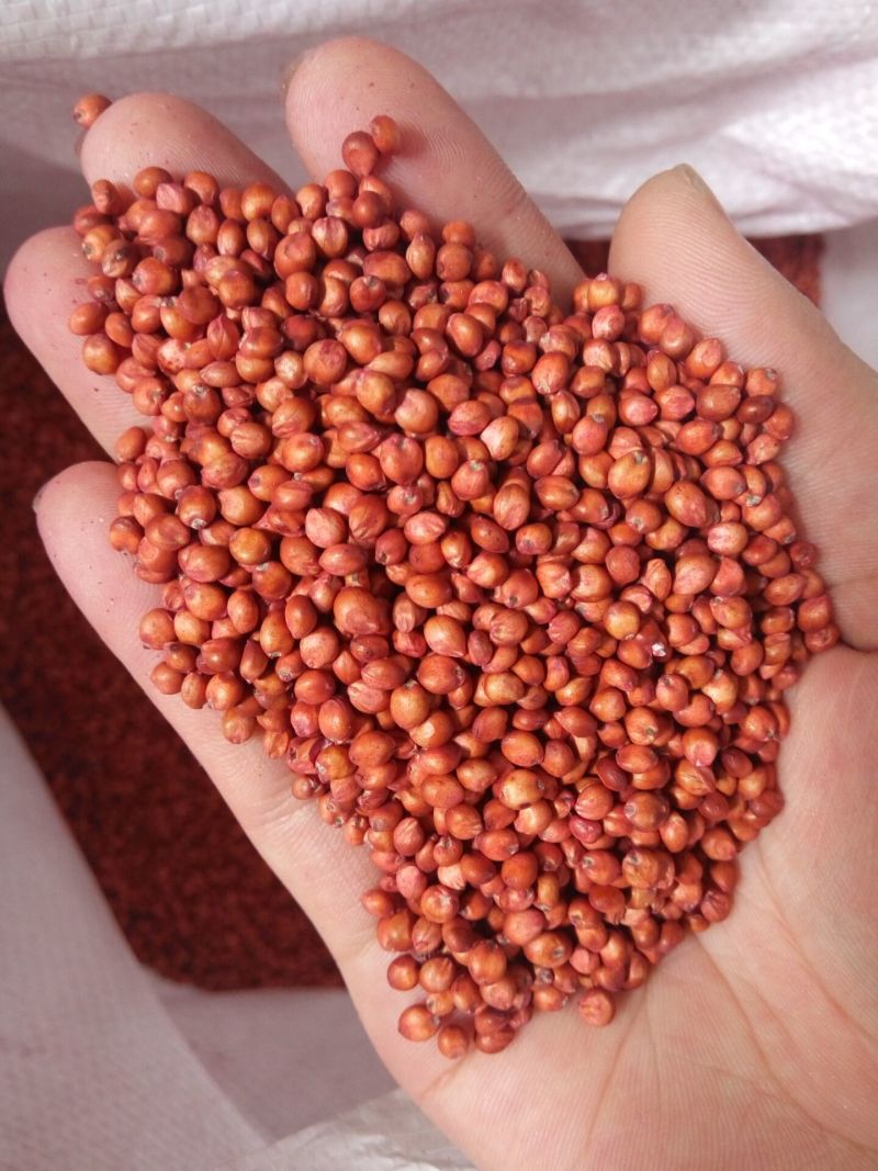 高丹草种子一年生牧草草种产量高牛羊猪鱼都喜食一件代发