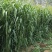 高丹草种子一年生牧草草种产量高牛羊猪鱼都喜食一件代发