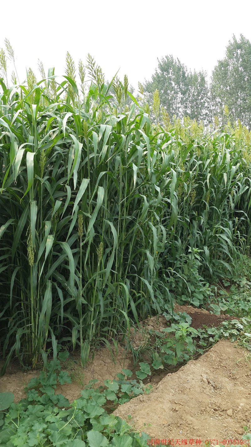 高丹草种子一年生牧草草种产量高牛羊猪鱼都喜食一件代发