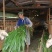高丹草种子一年生牧草草种产量高牛羊猪鱼都喜食一件代发
