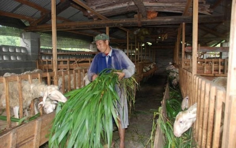 高丹草种子一年生牧草草种产量高牛羊猪鱼都喜食一件代发