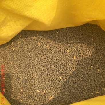 箭舌豌豆长势快，覆盖率强，可牧用，可做绿肥种子