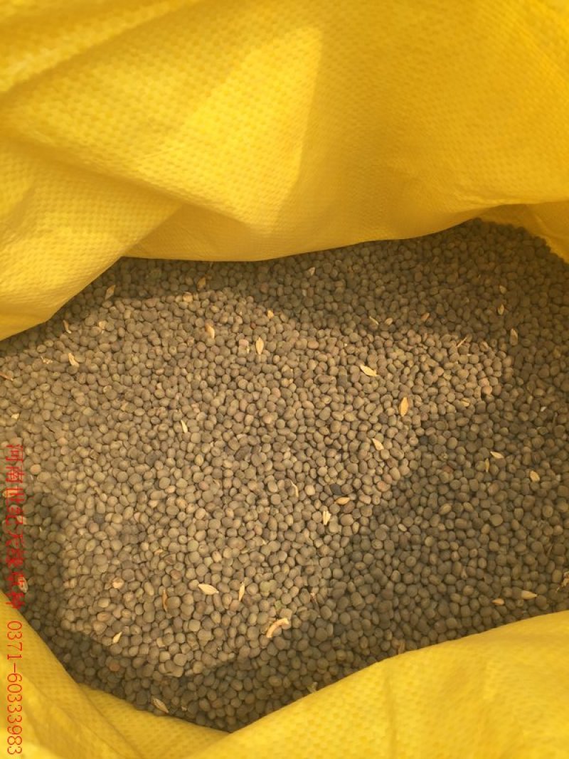 箭舌豌豆长势快，覆盖率强，可牧用，可做绿肥种子