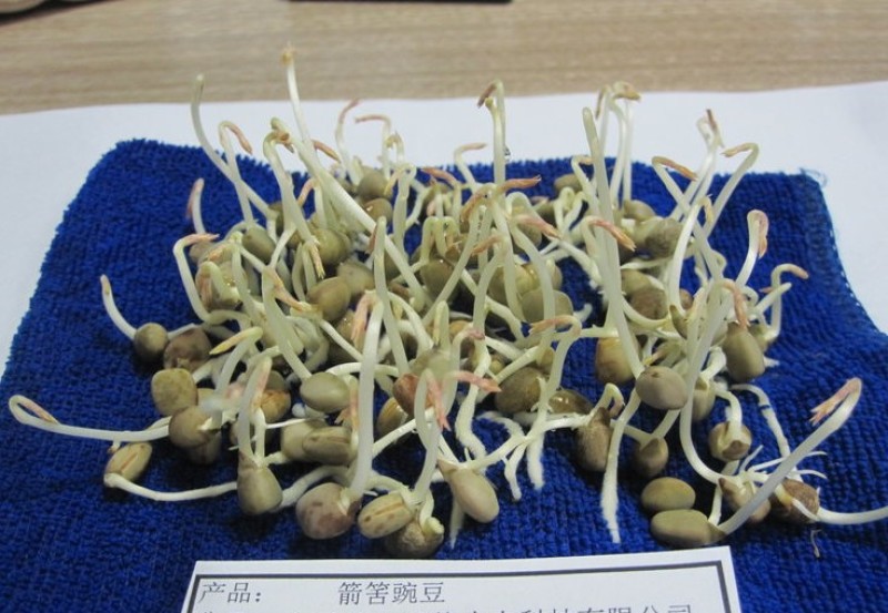 箭舌豌豆长势快，覆盖率强，可牧用，可做绿肥种子