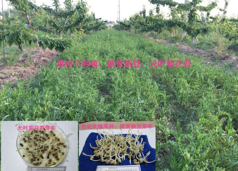 箭舌豌豆长势快，覆盖率强，可牧用，可做绿肥种子