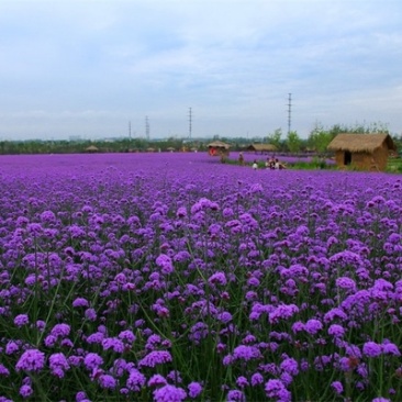 柳叶马鞭草种子蓝色多年生宿根花卉景观花海工程耐寒