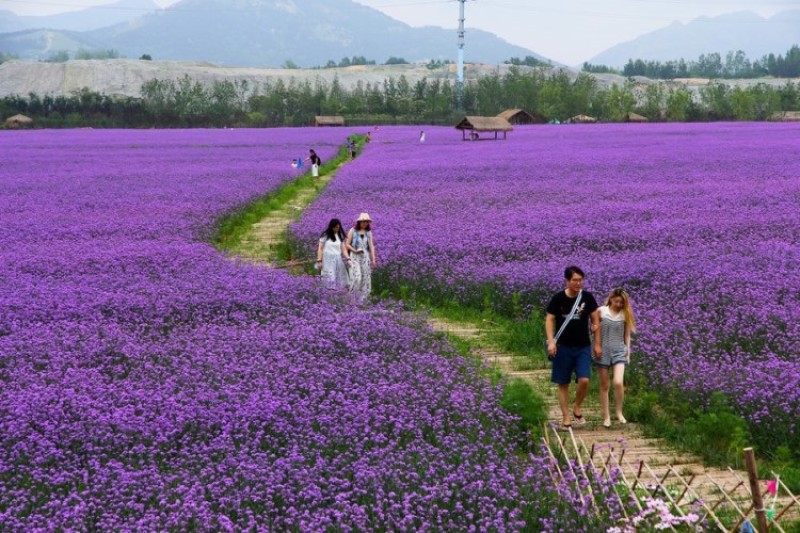 柳叶马鞭草种子蓝色多年生宿根花卉景观花海工程耐寒