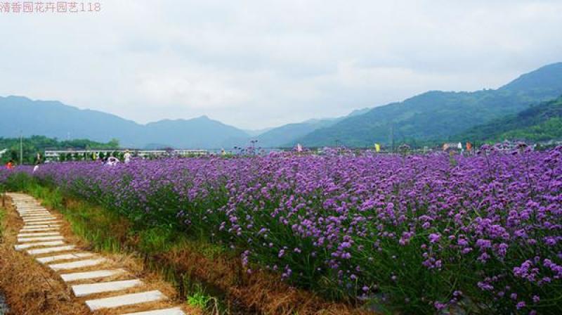 柳叶马鞭草种子蓝色多年生宿根花卉景观花海工程耐寒