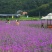 柳叶马鞭草种子蓝色多年生宿根花卉景观花海工程耐寒