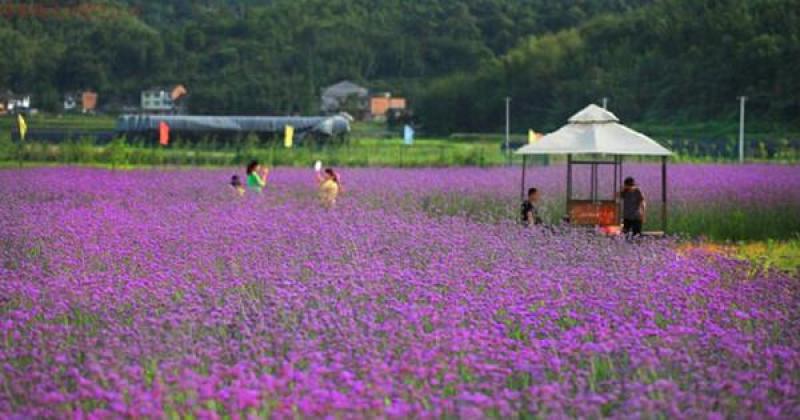 柳叶马鞭草种子蓝色多年生宿根花卉景观花海工程耐寒