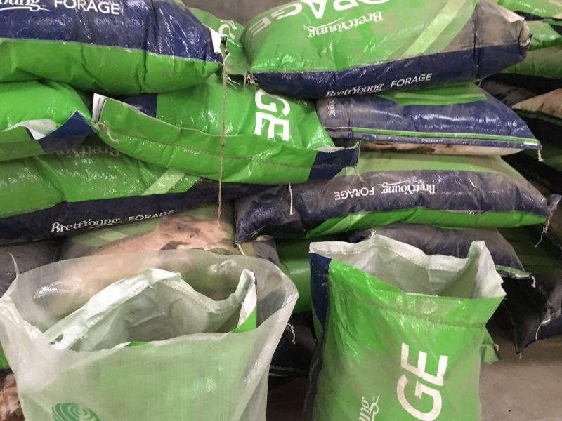 猫尾草又称提摩西草，草质细嫩，兔子赛马豚鼠爱吃的草种