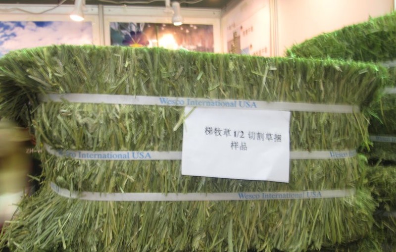 猫尾草又称提摩西草，草质细嫩，兔子赛马豚鼠爱吃的草种