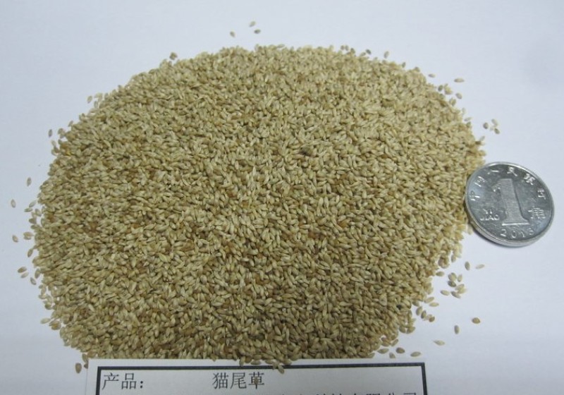 猫尾草又称提摩西草，草质细嫩，兔子赛马豚鼠爱吃的草种