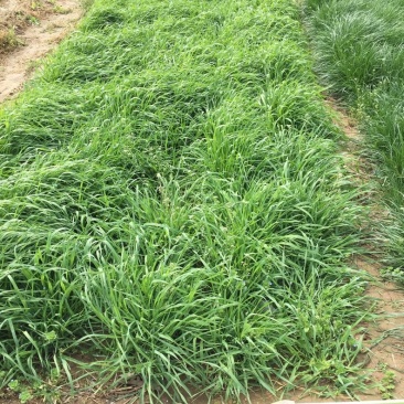 猫尾草又称提摩西草，草质细嫩，兔子赛马豚鼠爱吃的草种