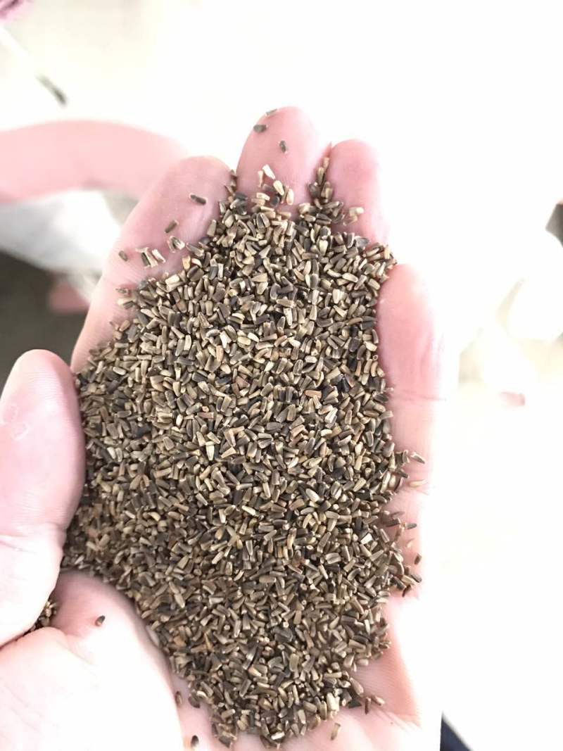 菊苣是多年生牧草叶量丰富产量高鸡鸭鹅猪喜食