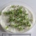 菊苣是多年生牧草叶量丰富产量高鸡鸭鹅猪喜食