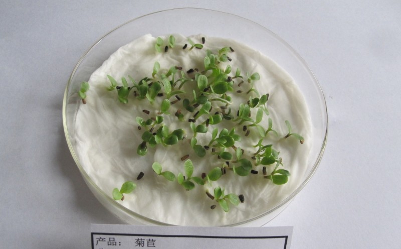 菊苣是多年生牧草叶量丰富产量高鸡鸭鹅猪喜食