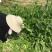 菊苣是多年生牧草叶量丰富产量高鸡鸭鹅猪喜食