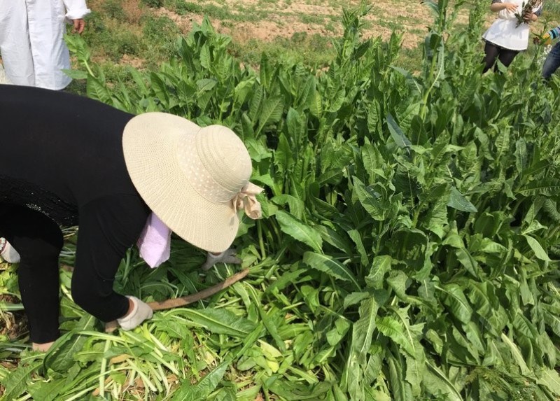 菊苣是多年生牧草叶量丰富产量高鸡鸭鹅猪喜食