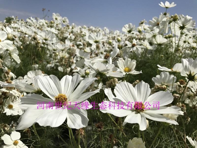 波斯菊花海必选品种，花期长，花色丰富，宜建植