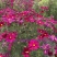 波斯菊花海必选品种，花期长，花色丰富，宜建植