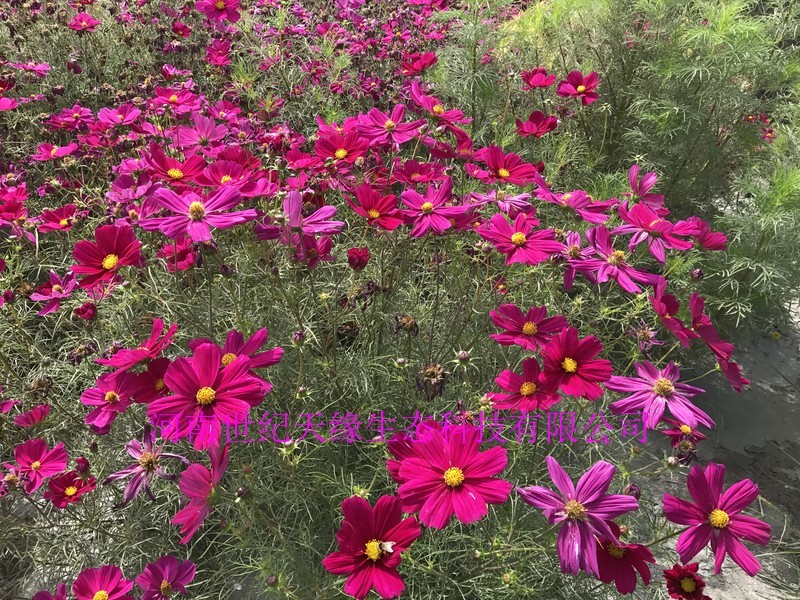 波斯菊花海必选品种，花期长，花色丰富，宜建植