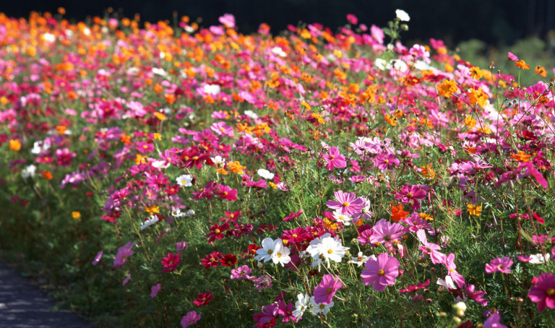 波斯菊花海必选品种，花期长，花色丰富，宜建植