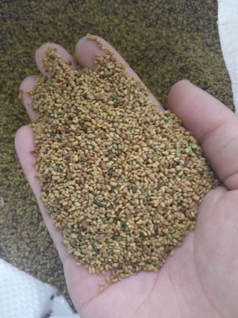 紫花苜蓿蛋白含量高，用于养殖或绿化都适宜