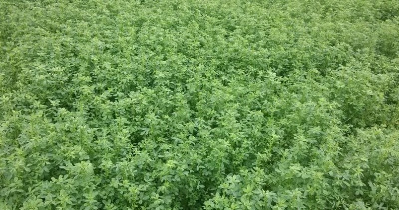 紫花苜蓿蛋白含量高，用于养殖或绿化都适宜