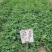 紫花苜蓿蛋白含量高,用于养殖或绿化都适宜