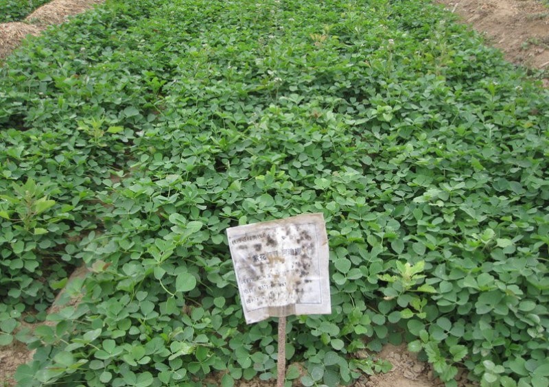 紫花苜蓿蛋白含量高，用于养殖或绿化都适宜