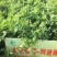 紫花苜蓿蛋白含量高,用于养殖或绿化都适宜