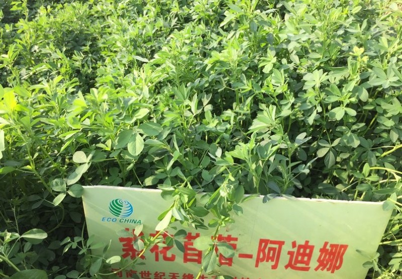 紫花苜蓿蛋白含量高，用于养殖或绿化都适宜