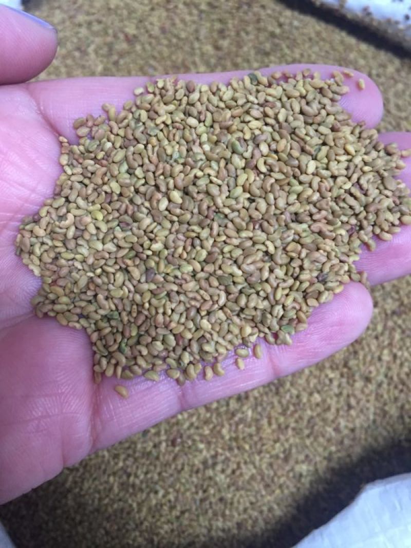 紫花苜蓿蛋白含量高，用于养殖或绿化都适宜