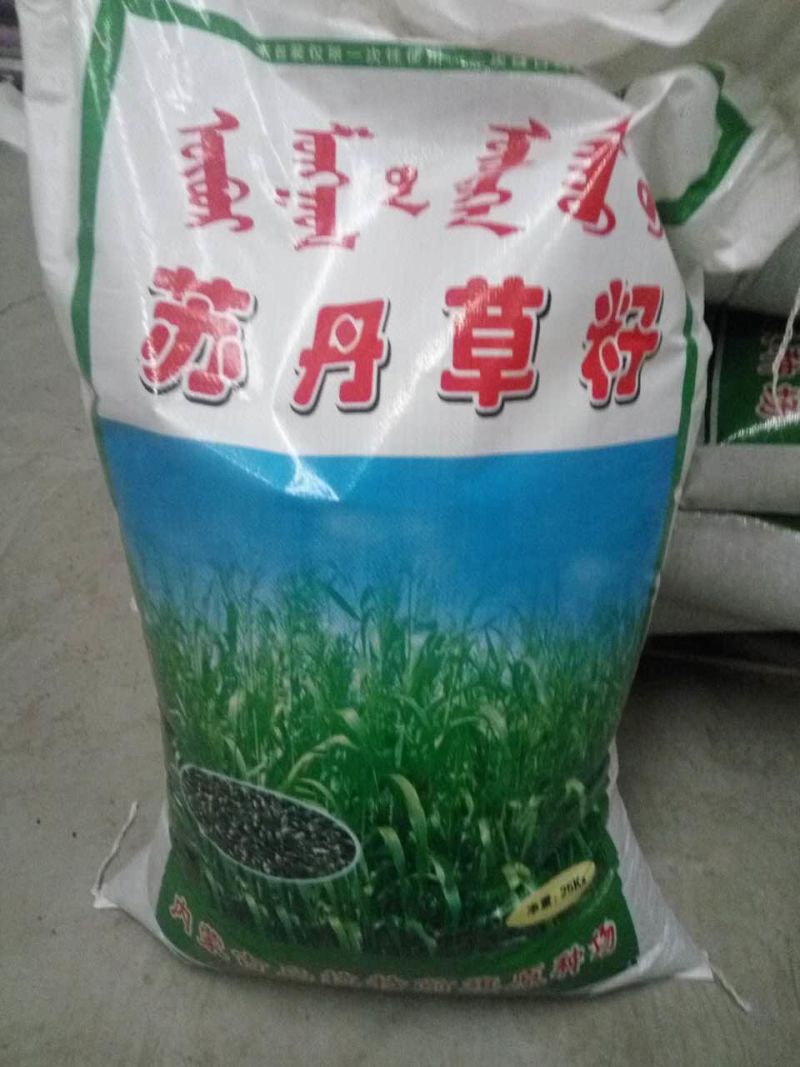 苏丹草种子养鱼，羊，牛等，营养丰富，适应性强