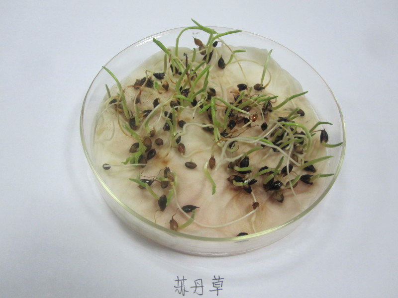 苏丹草种子养鱼，羊，牛等，营养丰富，适应性强