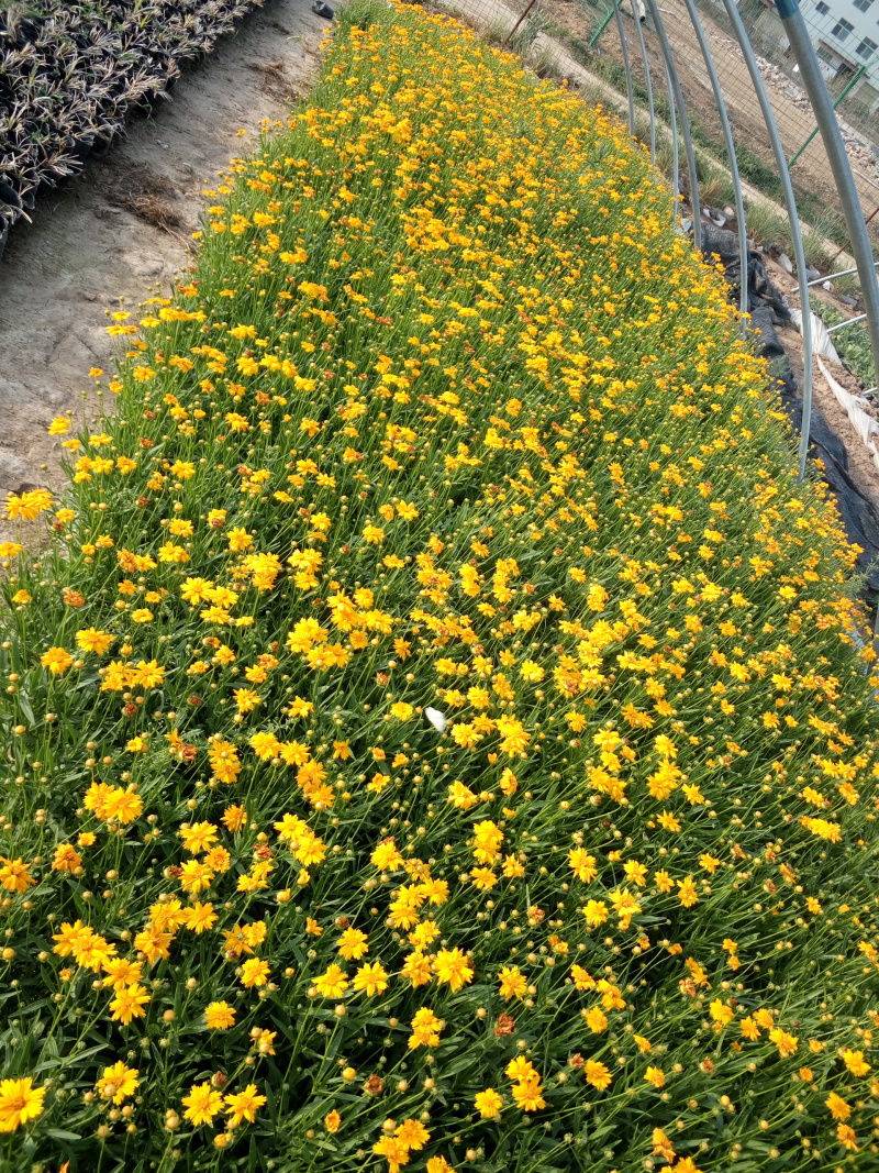 金鸡菊多年生草花，花期早，可成片建植花海，有种子供应