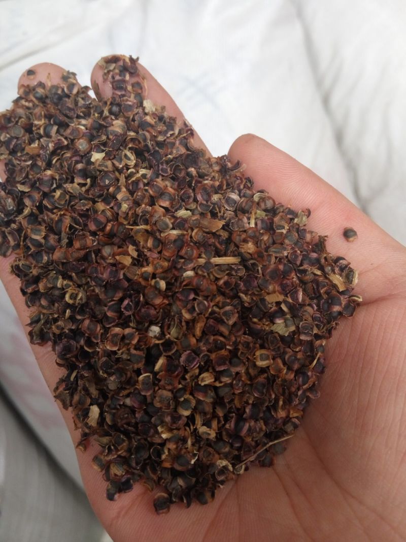 金鸡菊多年生草花，花期早，可成片建植花海，有种子供应