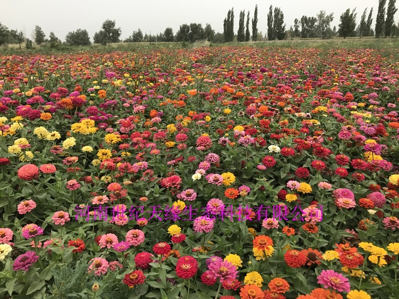 百日草花大，色艳，花期长，花海必备大量种子供应中