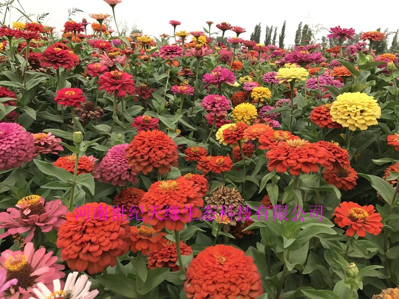 百日草花大，色艳，花期长，花海必备大量种子供应中